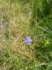 Veronica fruticans