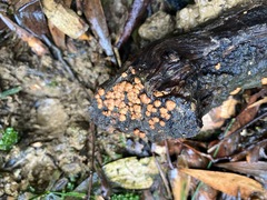 Trichoderma paraviridescens