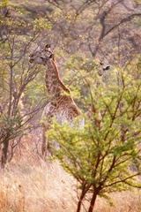 Giraffa camelopardalis giraffa