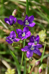 Legousia speculum-veneris