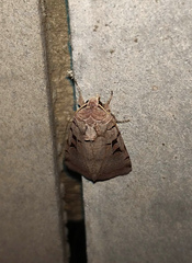 Eugnorisma chaldaica