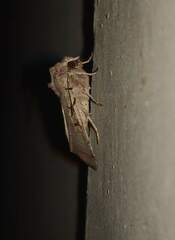 Eugnorisma chaldaica