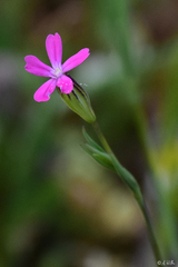 Silene cretica