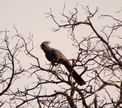 Corythaixoides concolor bechuanae