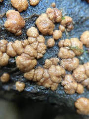 Trichoderma paraviridescens