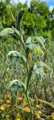 Gladiolus orchidiflorus