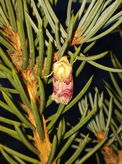 Periphanes delphinii