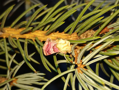 Periphanes delphinii