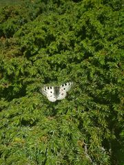 Parnassius apollo