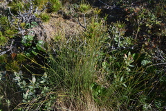 Trichophorum cespitosum