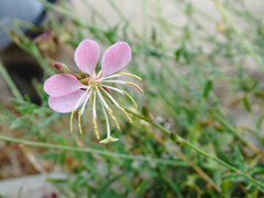 Oenothera hispida