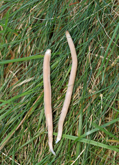 Clavaria