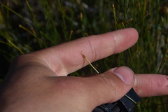 Trichophorum cespitosum