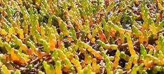 Salicornia tegetaria