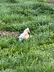 Cacatua tenuirostris