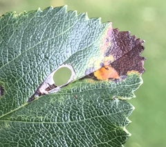 Coptodisca splendoriferella