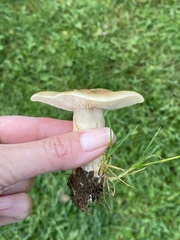 Clitocybe brunneocephala