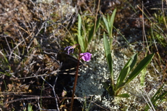 Primula jeffreyi