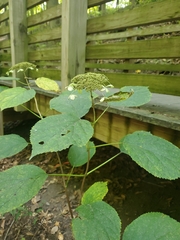 Hydrangea arborescens