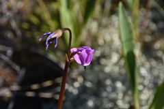 Primula jeffreyi