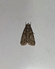 Cryphia fraudatricula