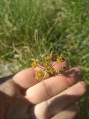 Bupleurum ranunculoides