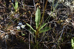 Primula jeffreyi