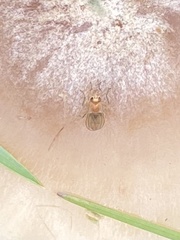 Sphaeroceroidea