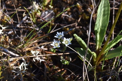 Gentiana douglasiana