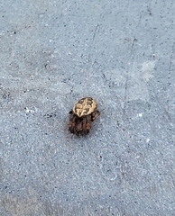 Larinioides cornutus