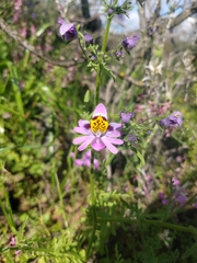 Schizanthus hookeri