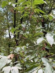 Euonymus atropurpureus