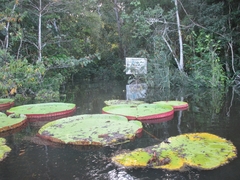 Victoria amazonica