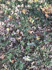 Genista tinctoria