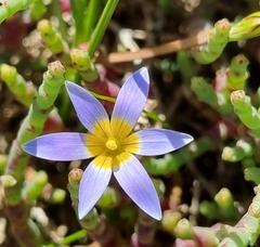 Romulea tabularis