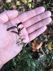 Genista tinctoria