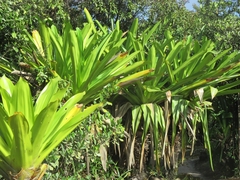 Brocchinia micrantha