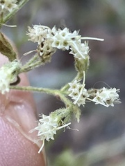 Eupatorium linearifolium