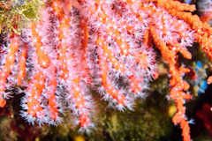 Corallium rubrum
