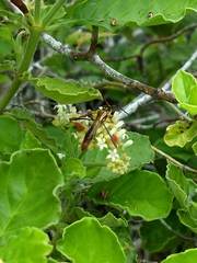 Crossomeles aureopilis