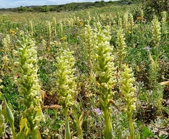 Pterygodium volucris