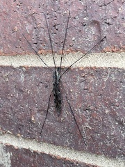 Tipulomorpha