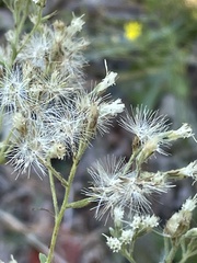 Eupatorium linearifolium