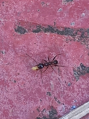 Pheidole wroughtonii