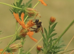 Bombus pensylvanicus
