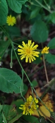 Hieracium sabaudum