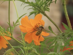 Bombus pensylvanicus