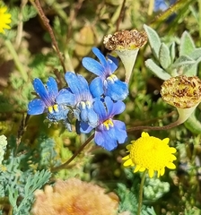 Nemesia affinis