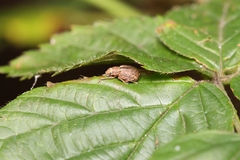 Strophosoma melanogrammum