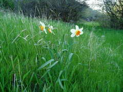 Narcissus